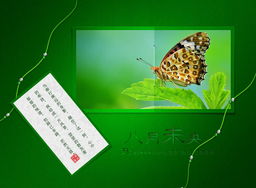 八月未央，致竹子1975 一場圖文設(shè)計(jì)的原創(chuàng)之約